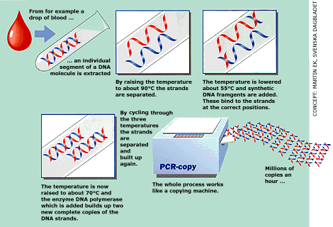 pcr.gif